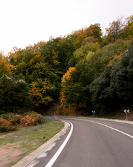 Obraz premium road in autumn forest