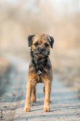 portrait dog Border Terrier girl autumn