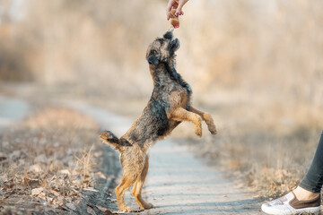 portrait dog Border Terrier girl autumn