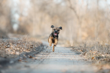portrait dog Border Terrier girl autumn