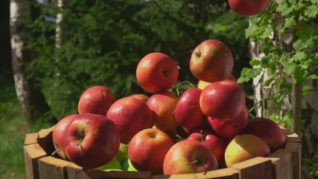 Ripe red apples are falling into the wooden barell full of green apples
