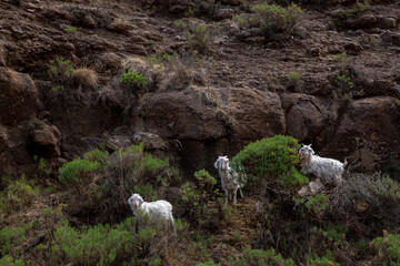 mountain goats with long hair on mountain top grazing out of focus and with grain