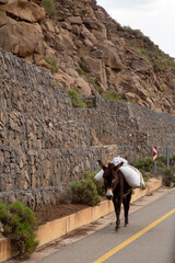 Donkey carrying heavy load white bags next to tar road Rocky Mountain out of focus with grain