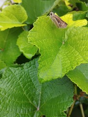 green grasshopper on leaf