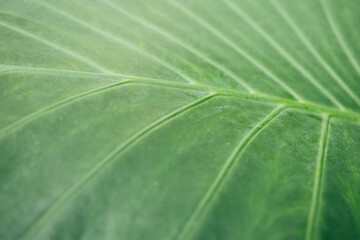 Tropical green leaves abstract green texture, nature background