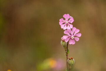Campion Silene Colorata, bright pink blossoms and bud, close up.