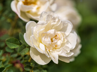 Rosa odorata wihite flowers with burred background.