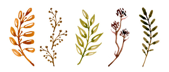 Large set of natural elements - leaves, branches, herbs hand-drawn in watercolor. Illustration isolated on white background.