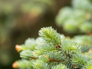 Fir branches with fresh shoots in spring.