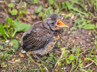 A fieldfare chick, Turdus pilaris, has left the nest and sitting on the spring lawn. A fieldfare...