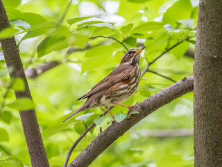 Wood bird Redwing, Turdus iliacus, sits on tree branch
