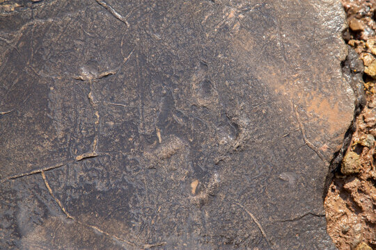 fossilized stone with prehistoric dinosaur foot prints in Lesotho Africa mud surface out of focus with grain
