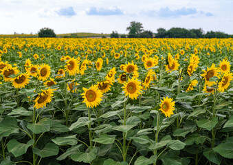 Landscape with golden sunflower field in sunset sunshine. Summer flower landscape, fresh wallpaper and nature concept for background.