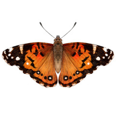 Fototapeta na wymiar American Painted Lady Butterfly
