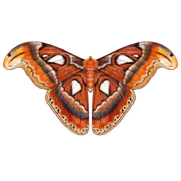 Atlas Moth