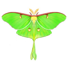 Luna Moth