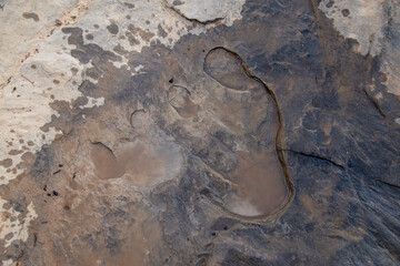fossilized stone with prehistoric dinosaur foot prints in Lesotho Africa mud surface out of focus with grain