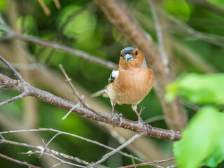 Common chaffinch, Fringilla coelebs, sits on a branch in spring on green background. Common chaffinch in wildlife.