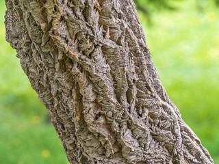 The bark of Amur velvet, or Amur cork tree, lat. Phellodendron amurense