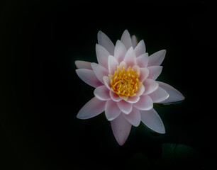 lotus flower. Loto .Nelumbo nucifera.