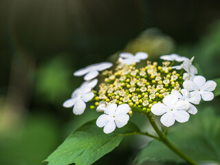 Viburnum opulus, Guelder rose. Beautiful white flowers of blooming Viburnum shrub on dark green background. Selective focus, closeup.