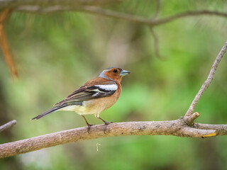 Common chaffinch, Fringilla coelebs, sits on a branch in spring on green background. Common chaffinch in wildlife.