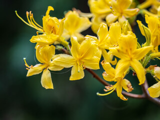 Obraz premium Bright Yellow rhododendron flowers in the park