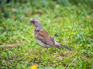 Wood bird Fieldfare, Turdus pilaris, on a sprng lawn.