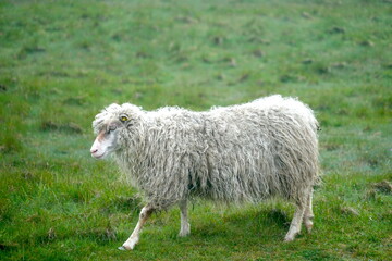 white shaggy sheep in a meadow in harsh wet weather, Gjellerodde, Limfjord, Lemvig, Denmark