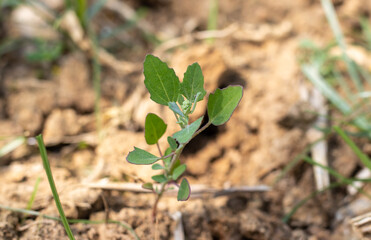 Closeup of White Goosefoot or Bhatua Plant in a Field with Selective Focus, Also Known as Wild Spinach or Fat Hen