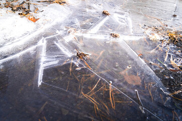 Ice on the water. The ice-covered surface of the puddle at the beginning of winter. A frozen puddle in the woods. Thin ice on the water. Selective focus