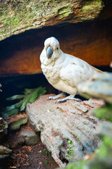 white cacatua, cackatoo on natural background in a zoo or in the wild