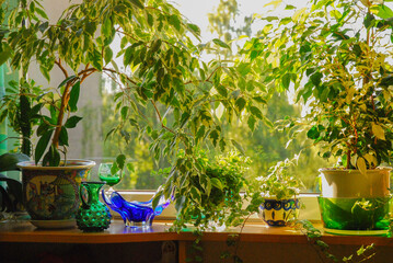 Ficus benjamina, commonly known as weeping fig, benjamin fig or ficus tree in a pot. The flower...