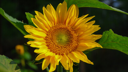 Sunflower blooms in the garden. Sunset. Dark black background. Summer.