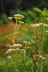 The white flowers of the yarrow bloom in the wild meadow. Achillea millefolium. Summer.