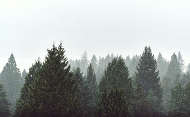 Coniferous forest in a snow blizzard. Winter landscape. Vancouver. Canada © Alena Charykova