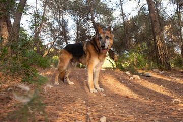 Activer Senior Dog. Dog Aging Process. Happy Senior Dogs. Old dog.