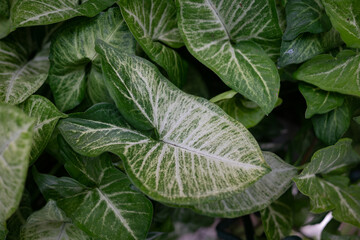Green leaves background. Arrowhead vine, variegated leaves with white pattern