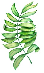 Tropical palm leaf plant watercolor illustration