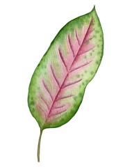 Tropical plant aglaonema leaf watercolor illustration