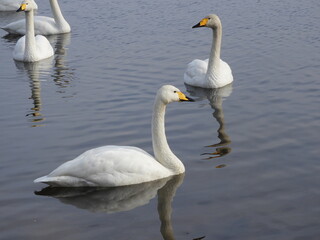 Fototapeta premium 白鳥