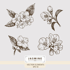 Jasmine. flowers, Floral Vector elements, Hand drawn illustration