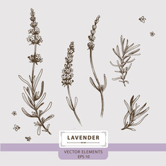 Lavender flowers, Floral Vector elements, Hand drawn illustration