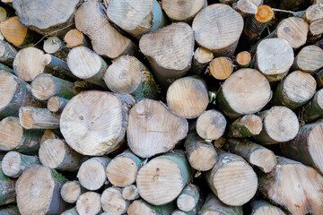 Tree trunks after logging    Boomstammen na houtkap © HollandPhotostock.nl