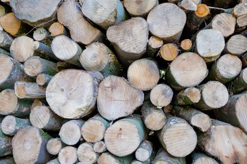Foto auf Leinwand Tree trunks after logging    Boomstammen na houtkap © Holland-PhotostockNL