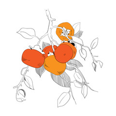 Set of decorative still life hand drawn Sharon fruit and leaves. Vector illustration for print, posters, postcards,  packaging, t-shirt and design creation. 