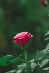 Growing rose bush with pink flowers and green leaves, summer day