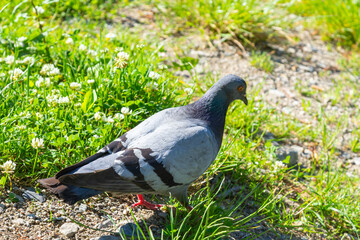 Pigeon on grass. Poultry and plants. City pigeon in park. One bird