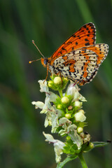 Obraz premium Glanville Fritillary, Melitaea cinxia, butterfly and spring wildflowers