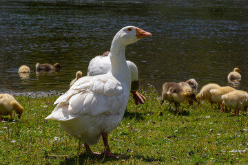 Egyptian goose family in the wild. The female, male and goslings of the Egyptian goose are resting in the grass. Adult goose with goslings. Spring brood. Cute fluffy goslings